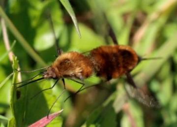 Bombylius major pair Copyright: Jon Laysell