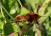 Bombylius major pair 