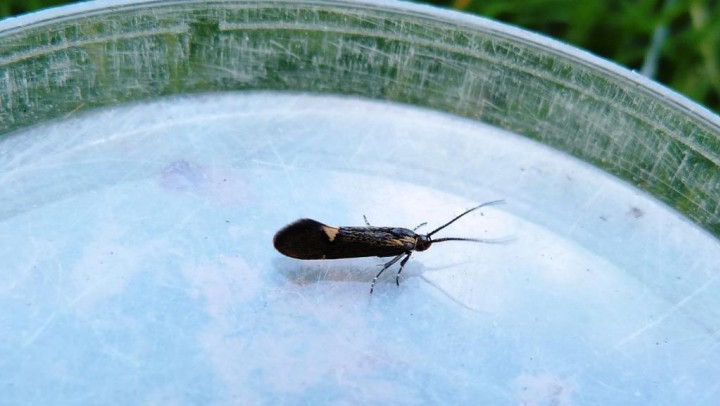 Esperia sulphurella Copyright: Graham Smith