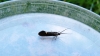 Esperia sulphurella Copyright: Graham Smith