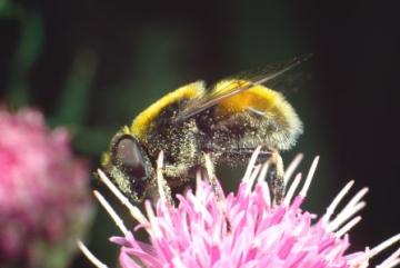 Eristalis intricarius Copyright: Peter Harvey