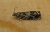 Enarmonia formosana 3 Copyright: Stephen Rolls