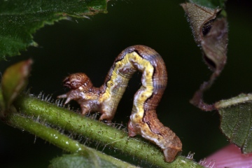 Mottled Umber caterpillar Copyright: Ben Sale