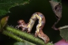 Mottled Umber caterpillar 