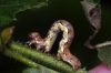 Mottled Umber caterpillar