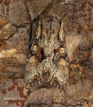 Light Brocade 6 Copyright: Graham Ekins