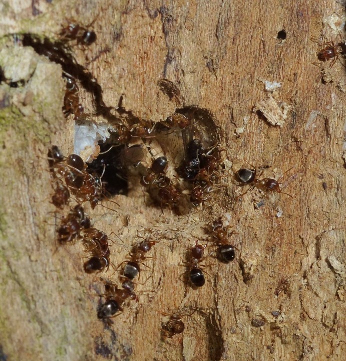 Lasius Brunneus 1 Copyright: Peter Furze