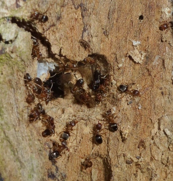 Lasius Brunneus 1 Copyright: Peter Furze