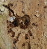 Lasius Brunneus 1 Copyright: Peter Furze