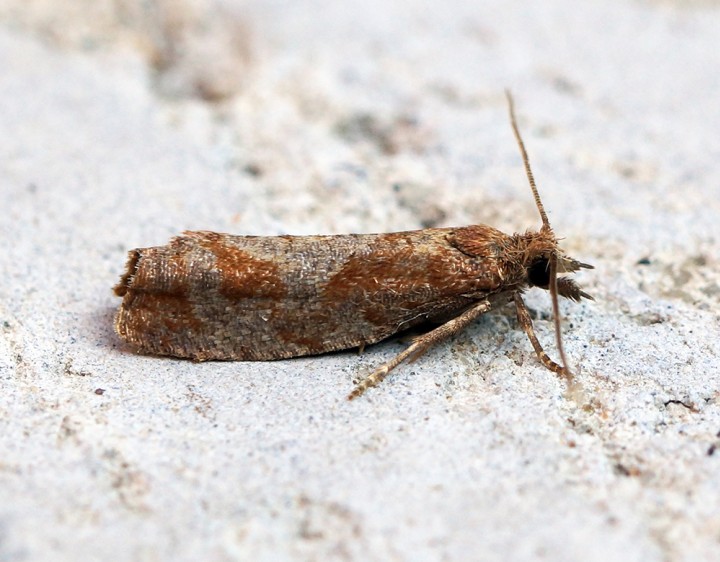 Epinotia solandriana Copyright: Ben Sale