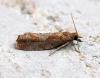 Epinotia solandriana Copyright: Ben Sale