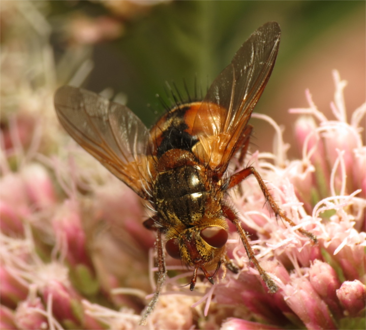 Tachina fera female 20150808-2966 Copyright: Phil Collins