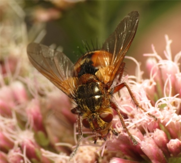 Tachina fera female 20150808-2966 Copyright: Phil Collins