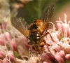 Tachina fera female 20150808-2966 Copyright: Phil Collins