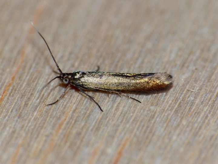 Coleophora alcyonipennella Copyright: Peter Furze