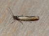 Coleophora alcyonipennella 