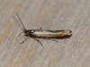 Coleophora alcyonipennella Copyright: Peter Furze