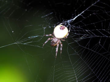 Female in web (with food) Copyright: Daniel Blyton