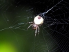 Female in web (with food) 