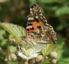 Painted Lady (underside) Copyright: Robert Smith
