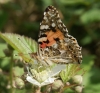 Painted Lady (underside)