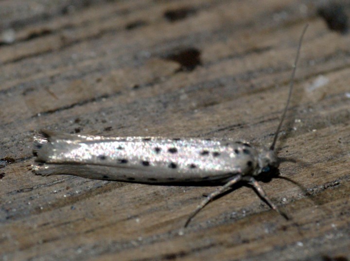 Yponomeuta sedella Copyright: Ben Sale