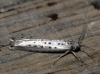 Yponomeuta sedella Copyright: Ben Sale