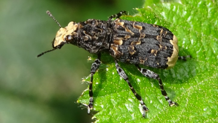 Cramp-ball Fungus Weevil Copyright: Raymond Small