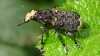 Cramp-ball Fungus Weevil Copyright: Raymond Small