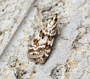 Scoparia pyralella 2 Copyright: Ben Sale