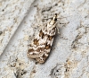 Scoparia pyralella 2 Copyright: Ben Sale