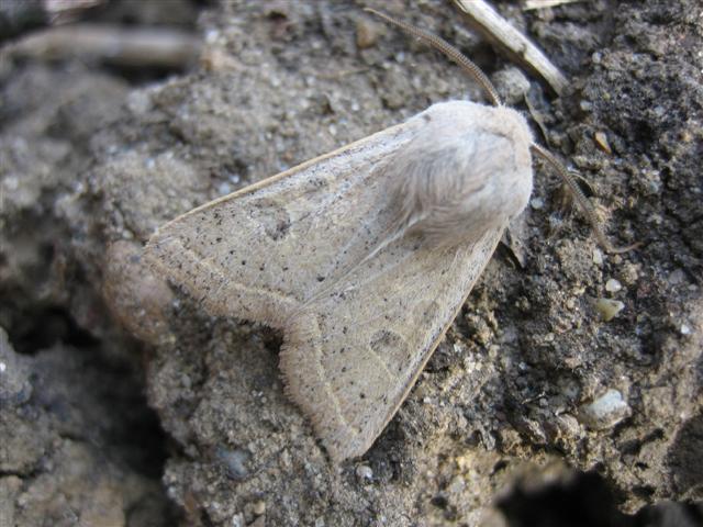 Powdered Quaker1 Copyright: Stephen Rolls