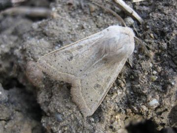 Powdered Quaker1 Copyright: Stephen Rolls