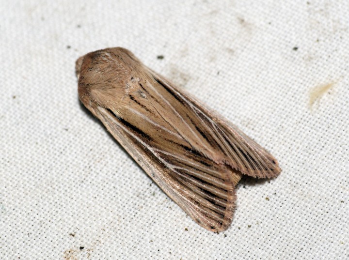 Shoulder-striped Wainscot 2 Copyright: Ben Sale