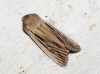 Shoulder-striped Wainscot 2 