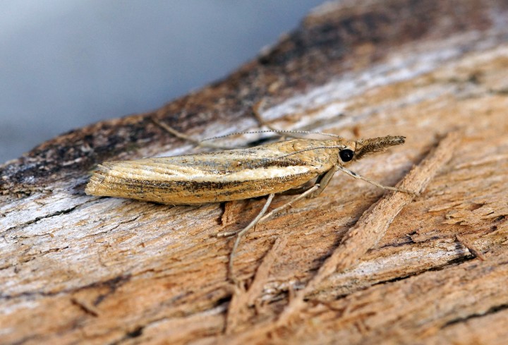 Agriphila tristella 5 Copyright: Ben Sale