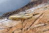 Agriphila tristella 5