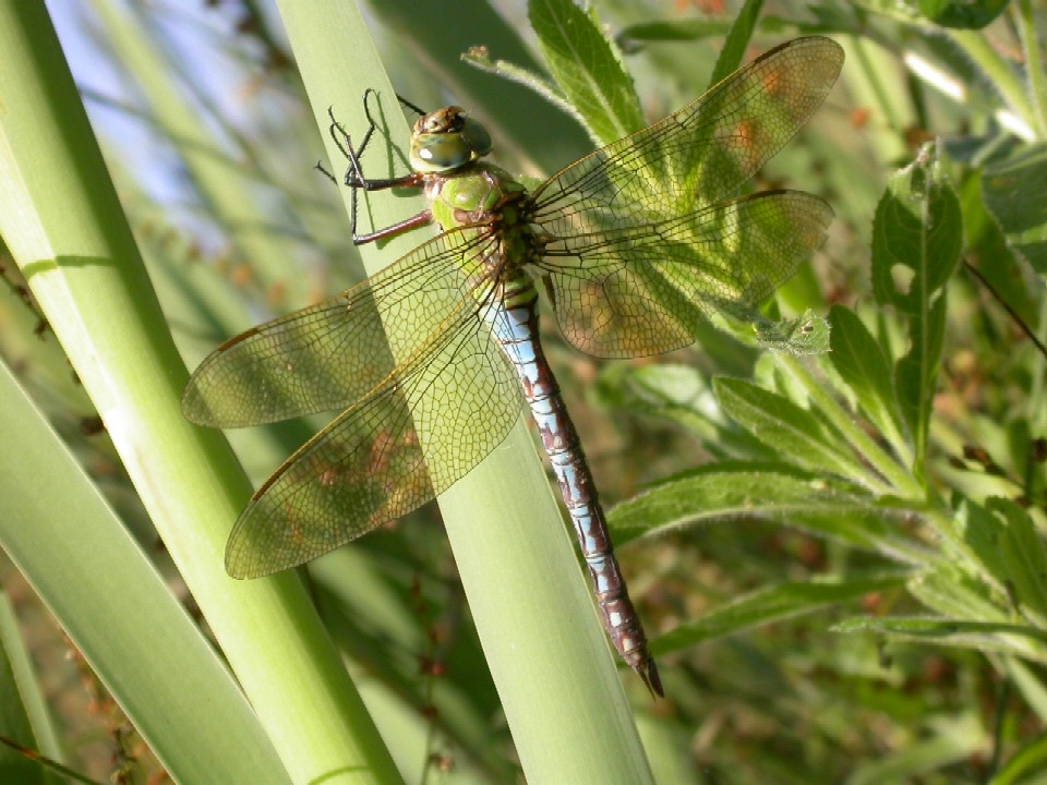 Emperor Dragonfly Copyright: Malcolm Riddler