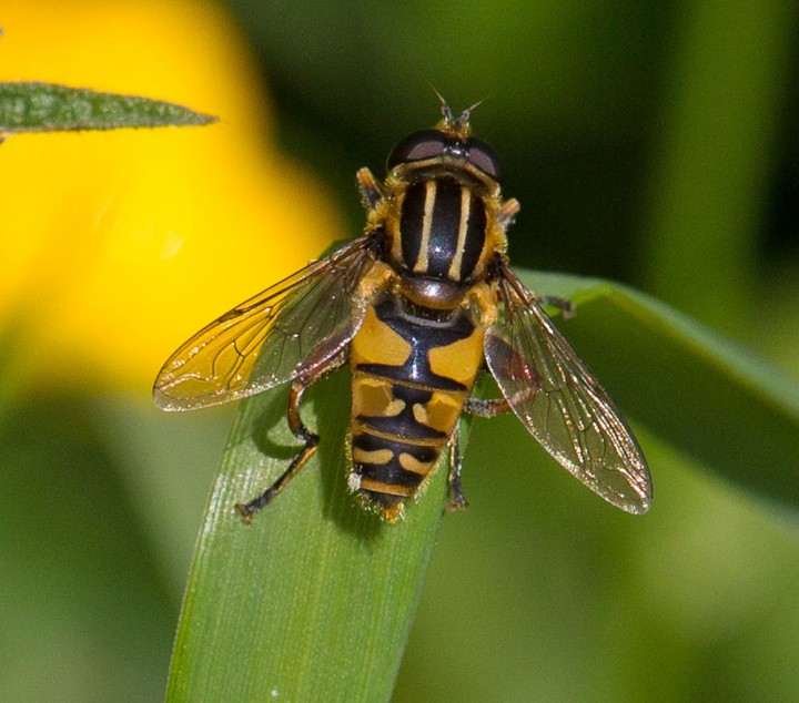 Helophilus pendulus 4 Copyright: Graham Ekins