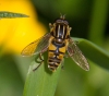 Helophilus pendulus 4 Copyright: Graham Ekins