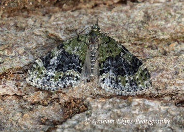 Acasis viretata  Yellow-barred Brindle Copyright: Graham Ekins