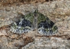 Acasis viretata  Yellow-barred Brindle Copyright: Graham Ekins