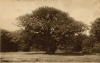 Epping Forest Bedford Oak