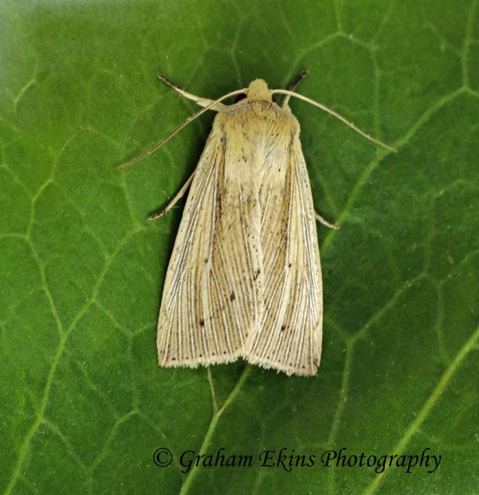 Mythimna straminea   Southern Wainscot Copyright: Graham Ekins