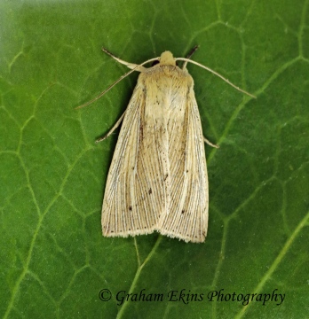 Mythimna straminea   Southern Wainscot Copyright: Graham Ekins