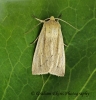 Mythimna straminea   Southern Wainscot