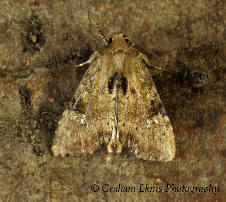 Slender Brindle   Apamea scolopacina Copyright: Graham Ekins