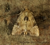 Slender Brindle   Apamea scolopacina