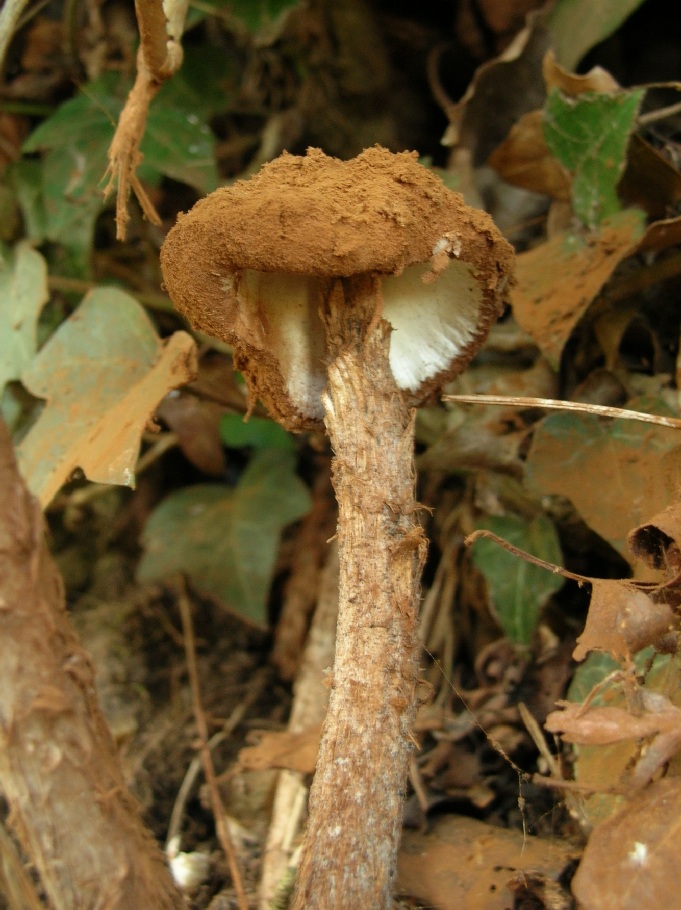 2009  Battarraea phalloides  Sandy Stilt Puffball Copyright: Barry Ruggles