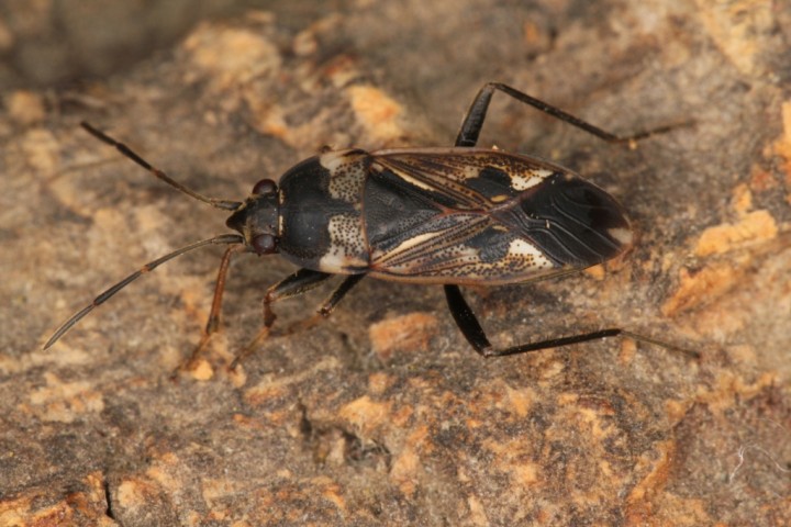 Rhyparochromus vulgaris at Mayesbrook Park Copyright: P.R. Harvey